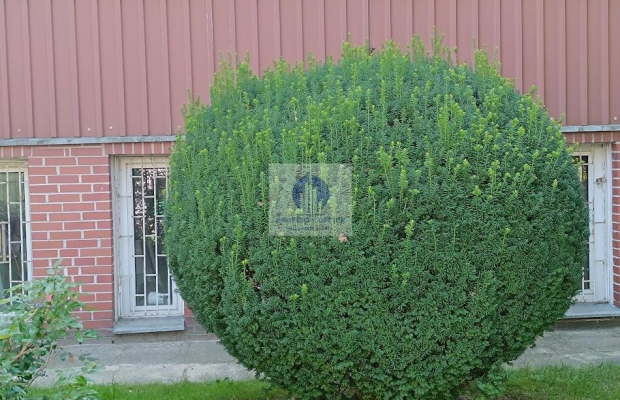 Mokotów: lokal biurowy na wynajem