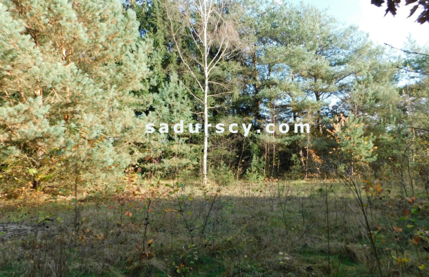 Ładna działka budowlano - inwestycyjna 4100m2 w Białym Ługu, gmina Prażmów, pow. piaseczyński.    
   
Cisza, zieleń, dobry dos