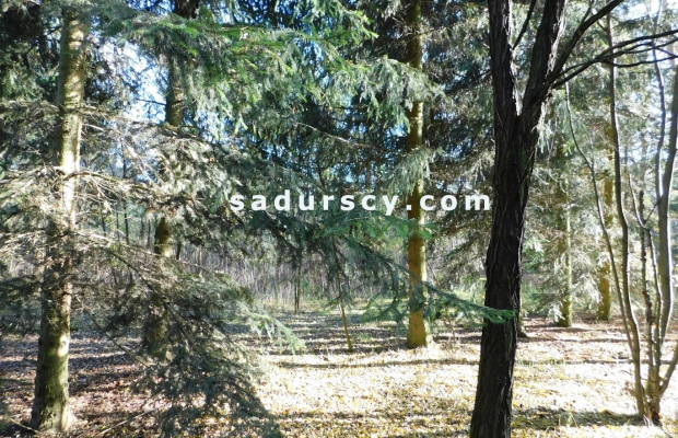 Ładna działka budowlano - inwestycyjna 4100m2 w Białym Ługu, gmina Prażmów, pow. piaseczyński.    
   
Cisza, zieleń, dobry dos