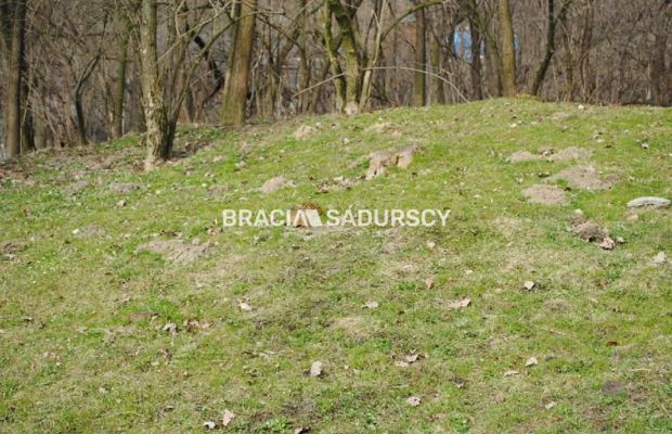 Do sprzedania działka budowlano- rolna ,częściowo zalesiona ,o pow ,48 arów ,/w tym 5 arów budowlane /w miejscowości Malkowice 