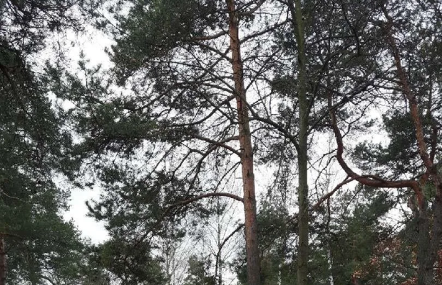 Sprzedam piękną działkę w Michalinie