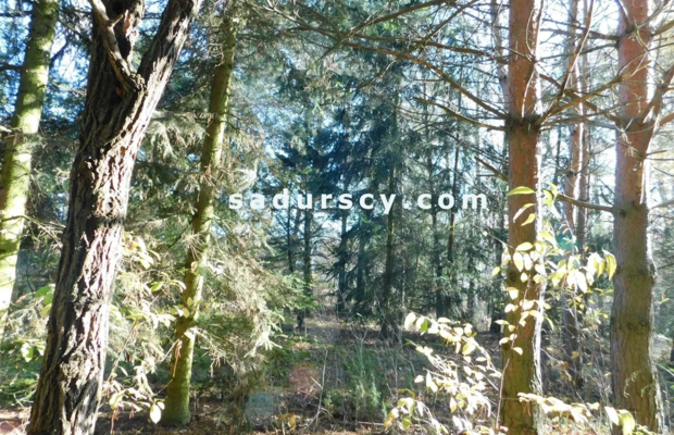 Ładna działka budowlano - inwestycyjna 4100m2 w Białym Ługu, gmina Prażmów, pow. piaseczyński.    
   
Cisza, zieleń, dobry dos