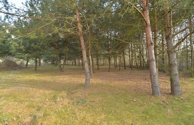 Piękna działka blisko lasu, Miłoszyce