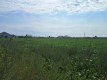 Działka budowalna 16a - Gm. Puchaczów - Turowola.