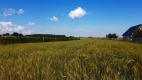 Borów Kol. Duża działka z możliwością uzyskania WZ