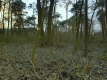 Kocianów - działka leśna - 33 ar
