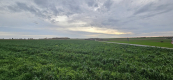 Działka, Zalesie, Wilkołaz, 11 ar, budowlana
