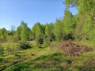 Dom na działce 4200 m2 w Gródku gm. Policzna.