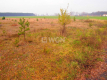 Sobin, działka inwestycyjna, 1,79 ha, 1 000 000 zł, sprzedam.  
  
Na sprzedaż działka inwestycyjna o powierzchni 1,79 ha położ