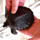 żółw nowogwinejski (Carettochelys insculpta) na sprzedaż