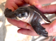 żółw nowogwinejski (Carettochelys insculpta) na sprzedaż