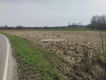30 ar działek budowlanych, gm. Czernichów 