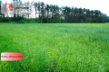 Urokliwe działki nad jeziorem Brzuchowo!