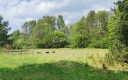 Dąbrowa, gmina Polkowice, działka budowlana, 1000 m2, sprzedaż, 45000 zł.  
  
Na sprzedaż grunt budowlany dz. 186/4 w miejscow