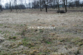 Duża działka Inwestycyjna  w Gm.Słaboszów