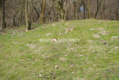 Do sprzedania działka budowlano- rolna ,częściowo zalesiona ,o pow ,48 arów ,/w tym 5 arów budowlane /w miejscowości Malkowice 