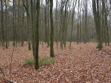 Przepiękny las w miejscowości Samoklęski