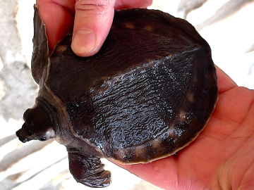 żółw nowogwinejski (Carettochelys insculpta) na sprzedaż