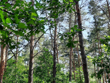 Działka w Józefowie z Planem zagospodarowania
