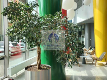 Wola: wirtualny adres