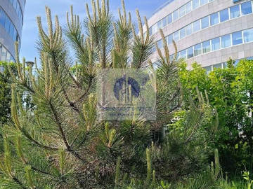 Włochy: lokal biurowy na wynajem