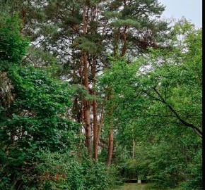 działka w Michalinie