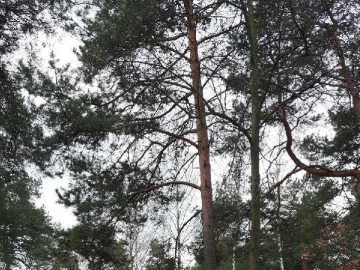 Sprzedam piękną działkę w Michalinie