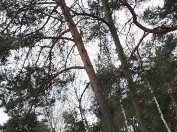 Urokliwa działka -Józefów- Michalin