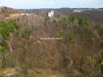 Las w Jerzmanowicach 