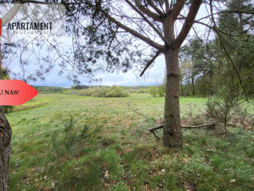 Łąki w Staniewicach,