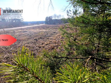 TYLKO U NAS! Działka budowlana z młodymi brzózkami