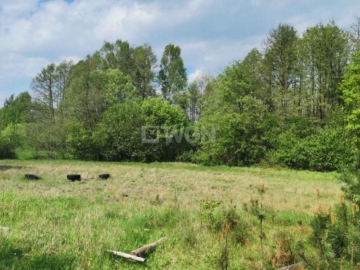 Dąbrowa, gmina Polkowice, działka budowlana, 1000 m2, sprzedaż, 45000 zł.  
  
Na sprzedaż grunt budowlany dz. 186/4 w miejscow