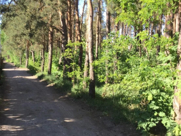 Urokliwa działka w Międzylesiu.