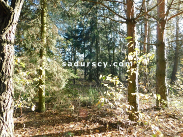 Ładna działka budowlano - inwestycyjna 4100m2 w Białym Ługu, gmina Prażmów, pow. piaseczyński.    
   
Cisza, zieleń, dobry dos