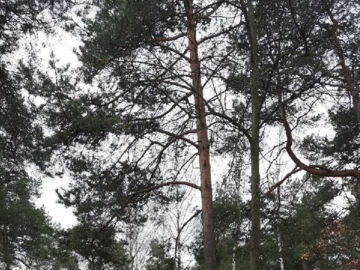 Sprzedam piękną działkę w Michalinie